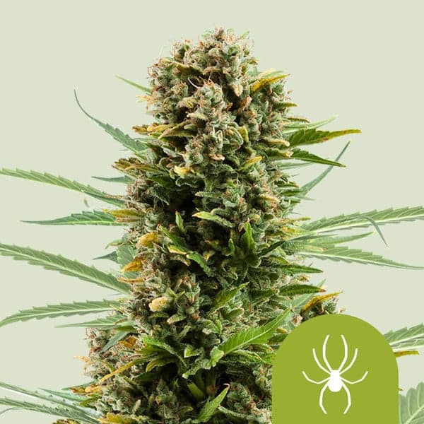 White Widow Auto Seeds