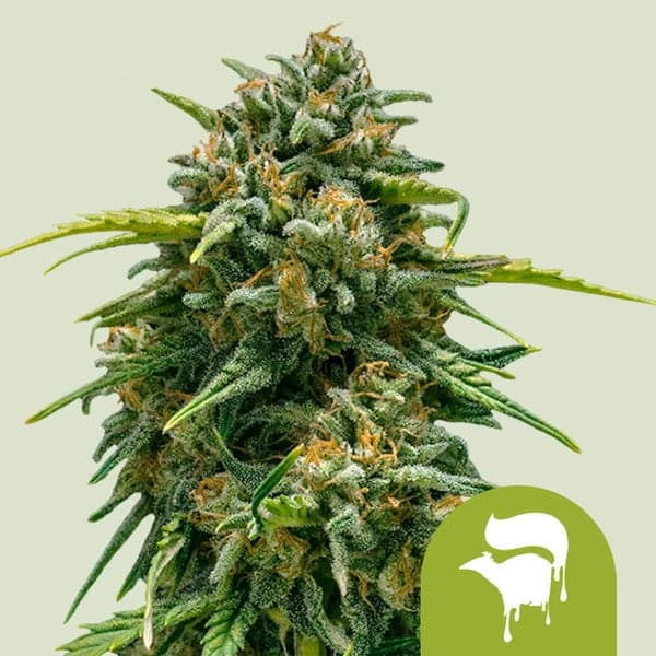 Sweet Skunk Auto Seeds