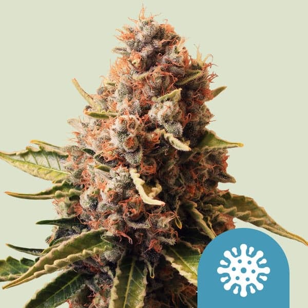 Euphoria Seeds