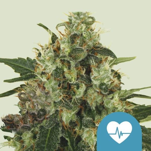 Medical Mass Seeds