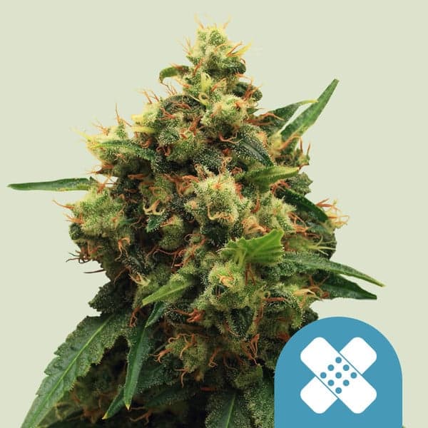 Painkiller XL Seeds