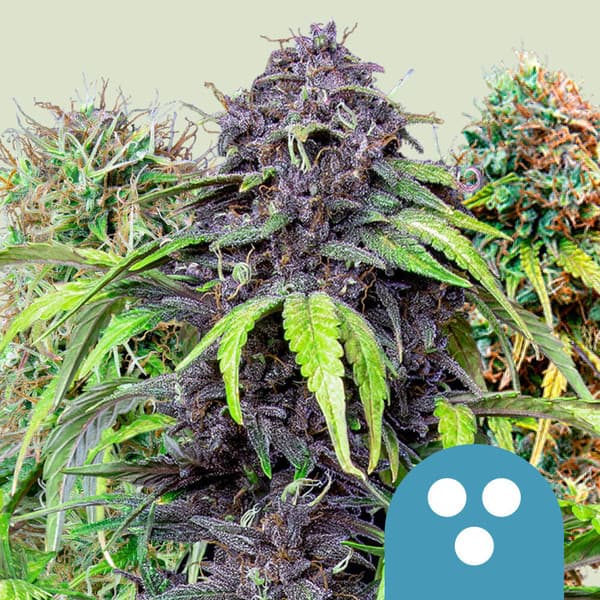 CBD Mix Seeds