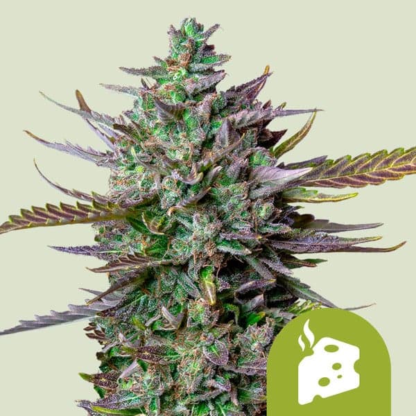 Blue Cheese Auto Seeds