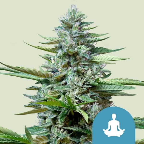 Stress Killer Automatic CBD Seeds
