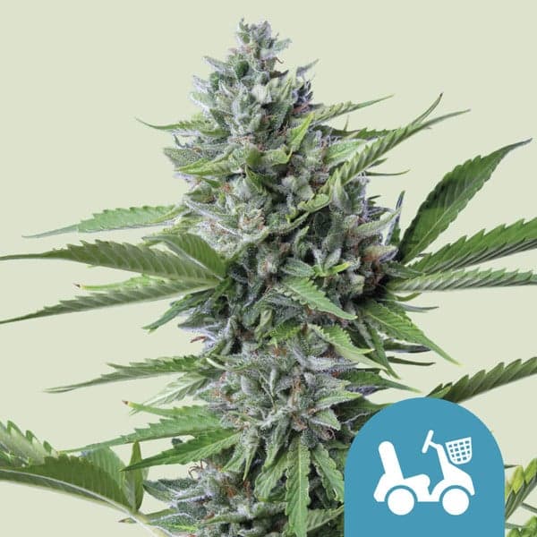 Fast Eddy Automatic CBD Seeds