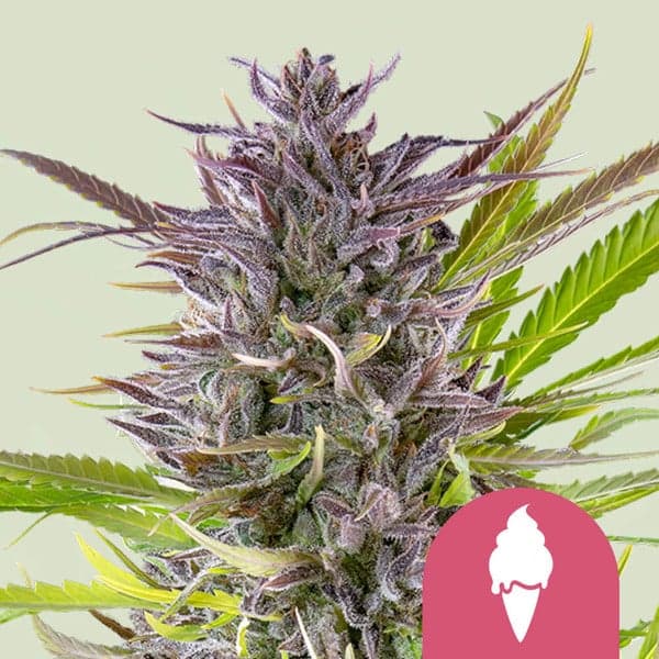 Green Gelato Seeds
