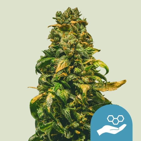 Solomatic CBD Seeds
