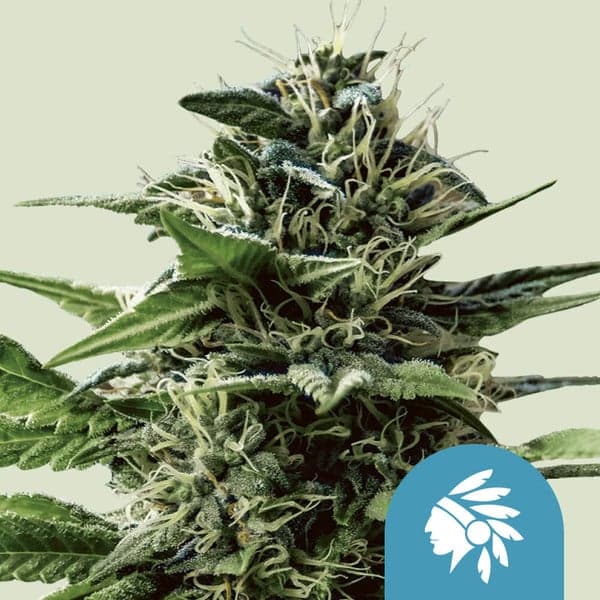 Tatanka Pure CBD Seeds