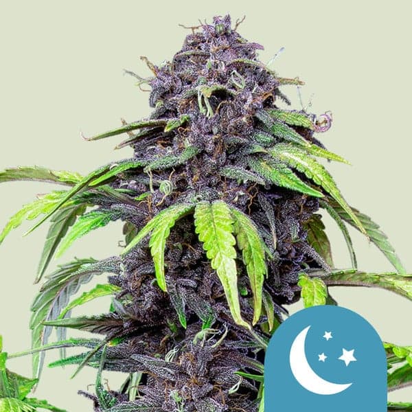Purplematic CBD Seeds