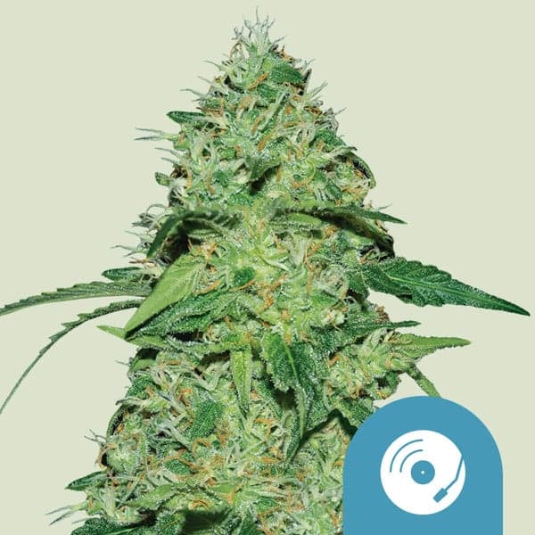 Joanne's CBD Seeds