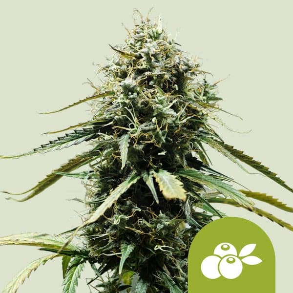 Haze Berry Auto Seeds