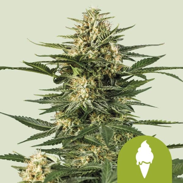 Green Gelato Auto Seeds