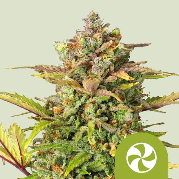 Sweet ZZ Auto Seeds