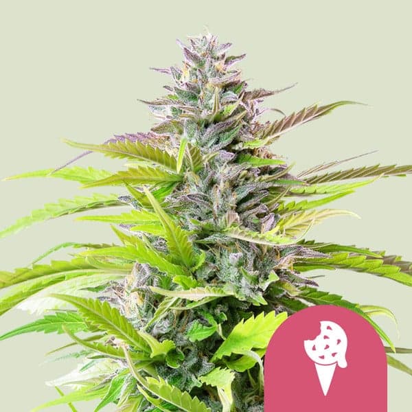 Cookies Gelato Seeds