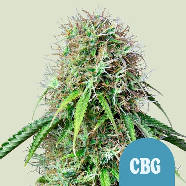 Royal CBG Automatic Seeds
