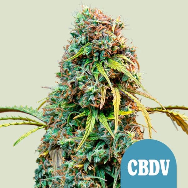 Royal CBDV Automatic Seeds