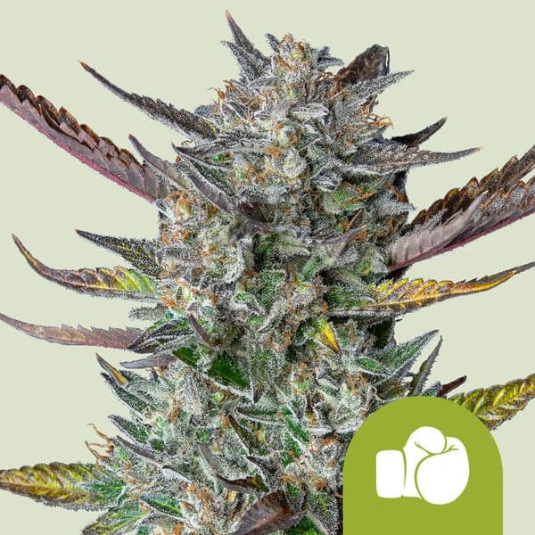 Purple Punch Auto Seeds