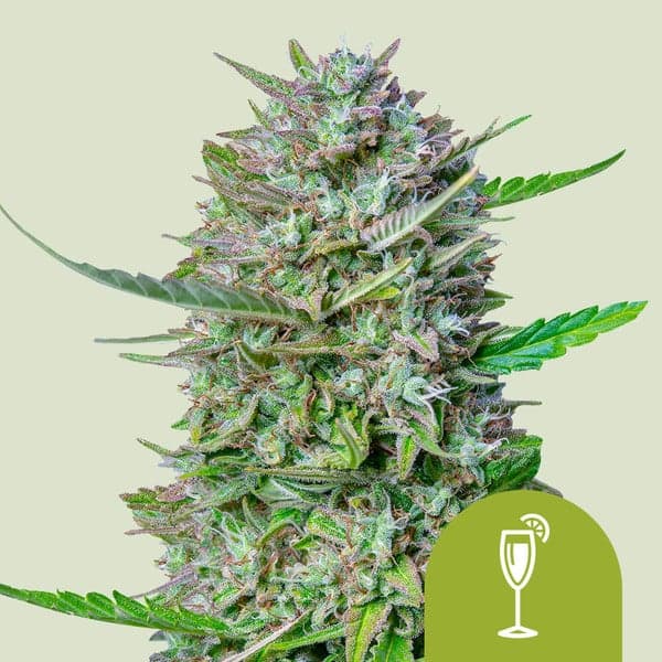 Mimosa Auto Seeds