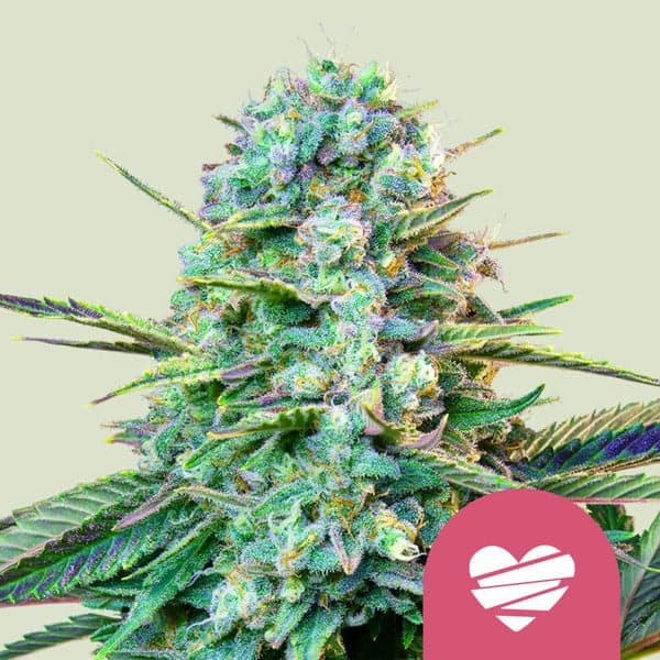 Wedding Crasher Seeds