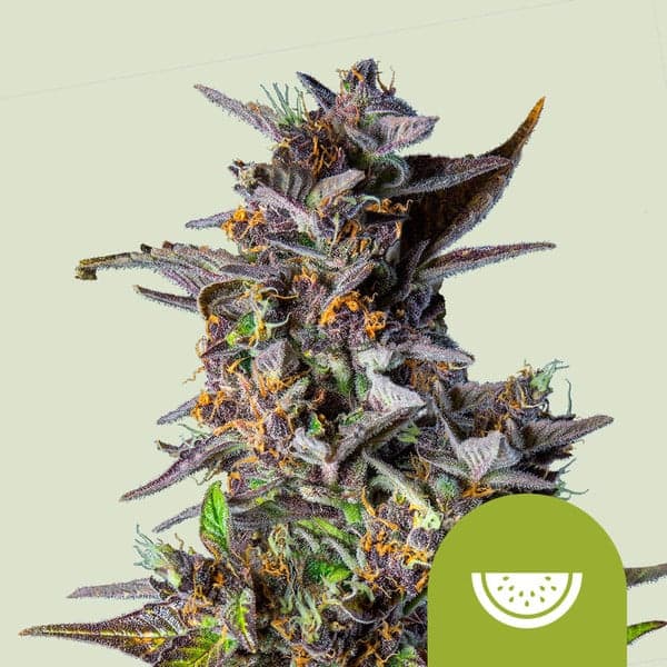 Watermelon Auto Seeds