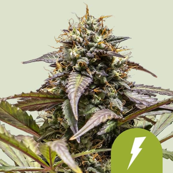North Thunderfuck Auto Seeds
