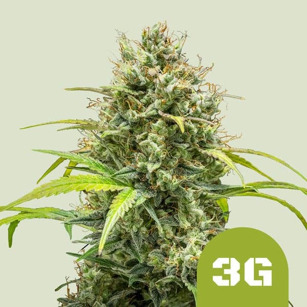 Triple G Auto Seeds