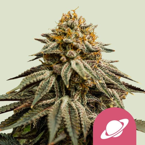 Royal Skywalker Seeds