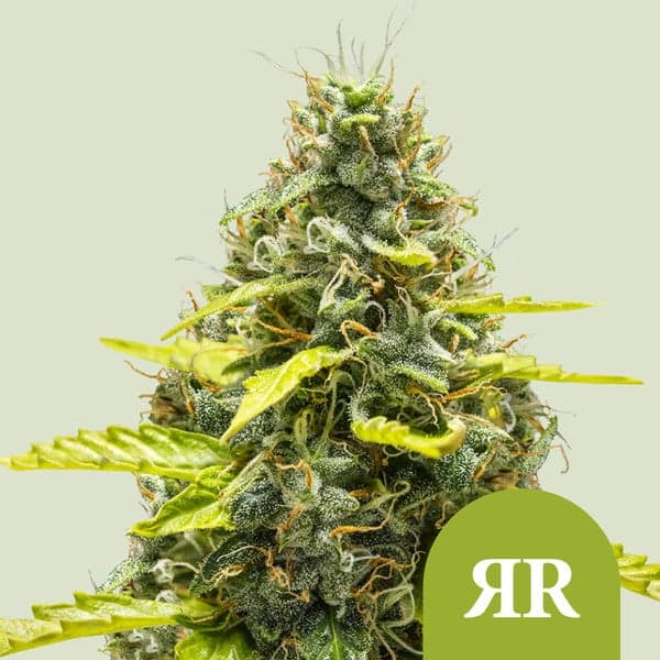 Royal Runtz Auto Seeds