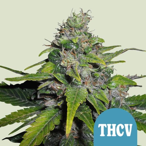 Royal THCV Seeds