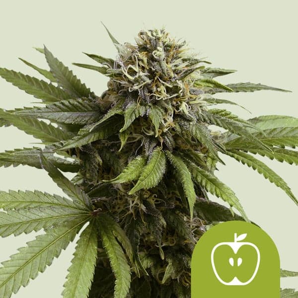 Apple Fritter Auto Seeds