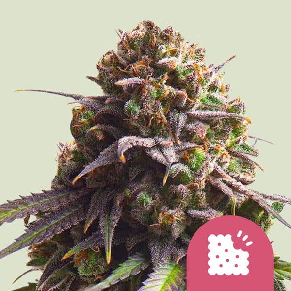 Biscotti Seeds