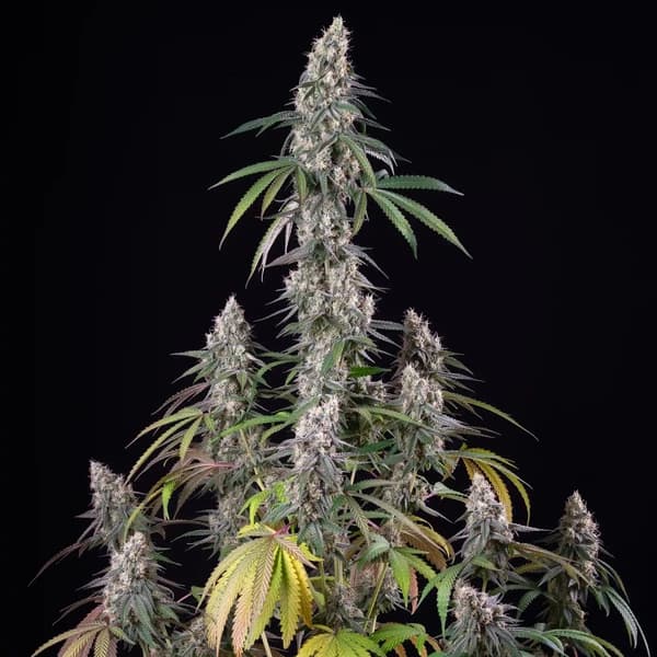 Gushers Strain Feminized Fast Version Marijuana Seeds | Crop King Seeds