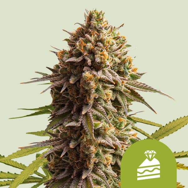Wedding Cake Auto Seeds