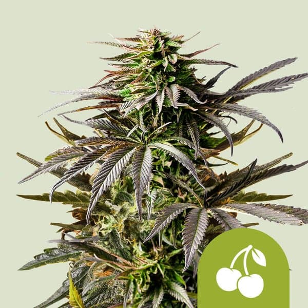 Cherry Pie Auto Seeds