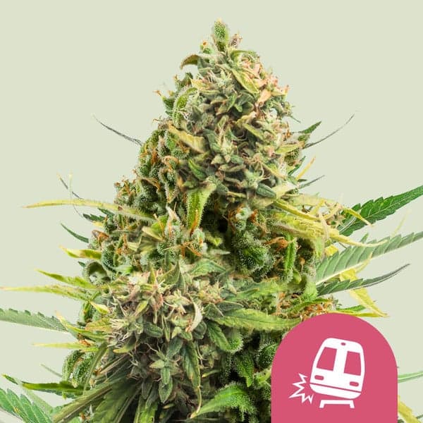 Trainwreck Seeds