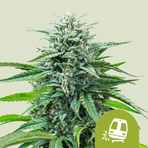 Trainwreck Auto Seeds