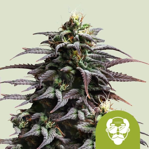 Granddaddy Purple Auto Seeds