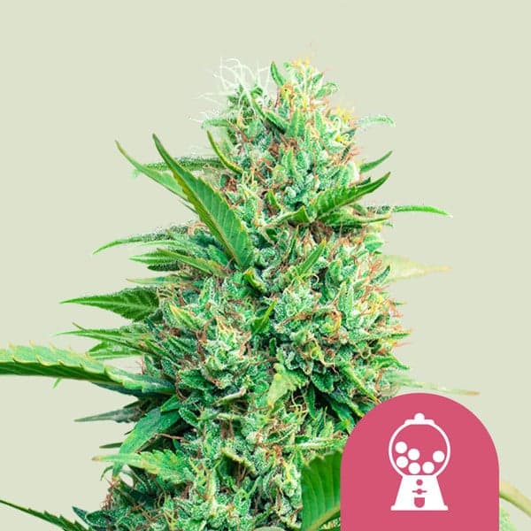 Pink Runtz Seeds