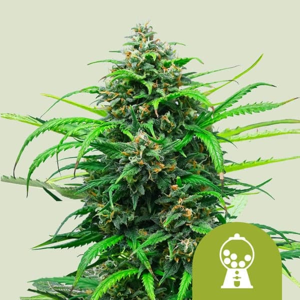 Pink Runtz Auto Seeds