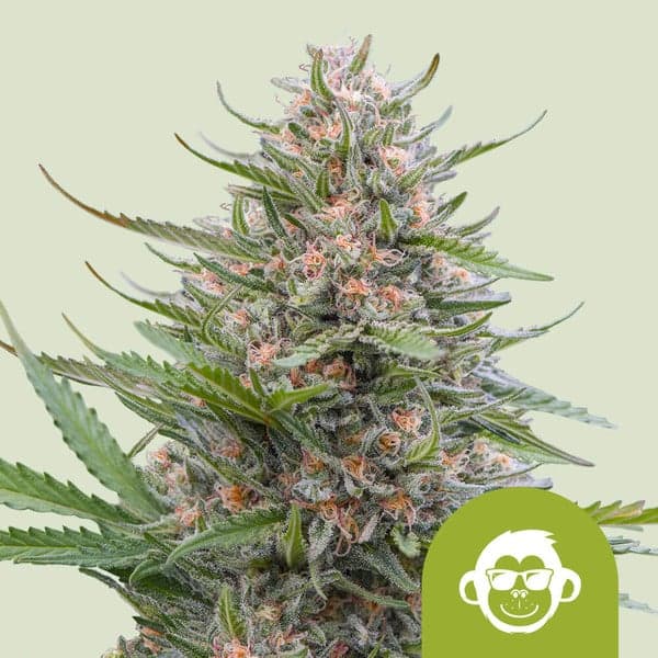Grape Ape Auto Seeds