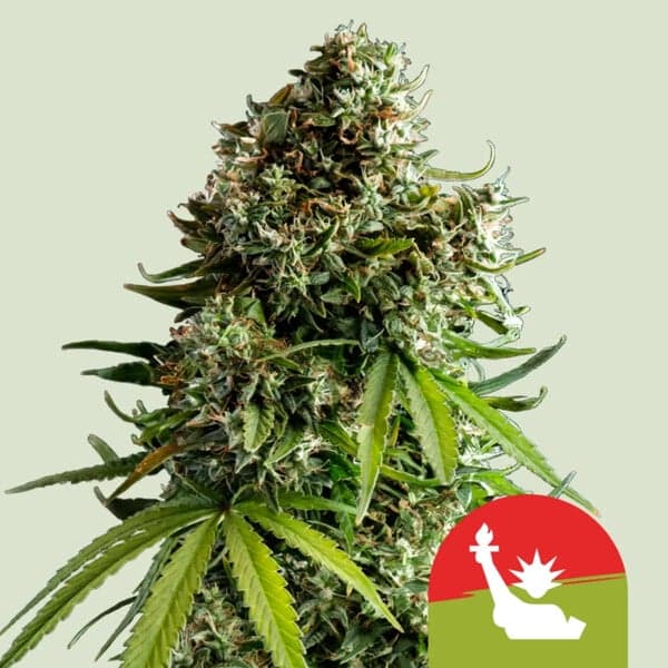 NYC Sour D Auto Seeds