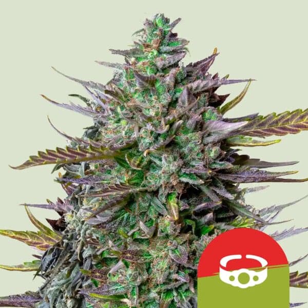 GOAT'lato Auto Seeds
