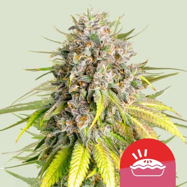 Punch Pie Seeds