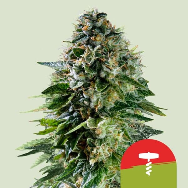 Corkscrew Auto Seeds