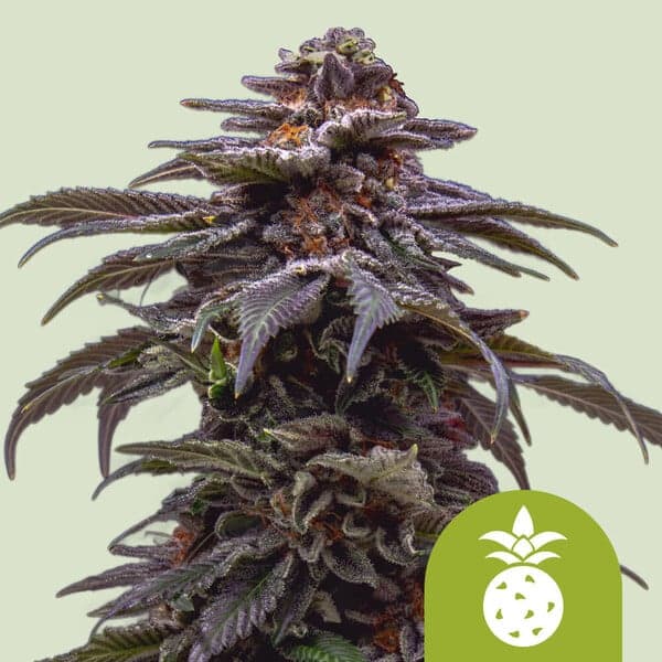 Tropicana Cookies Purple Auto Seeds