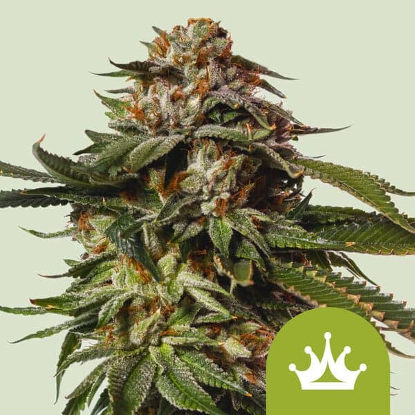 Special Queen 1 Auto Seeds