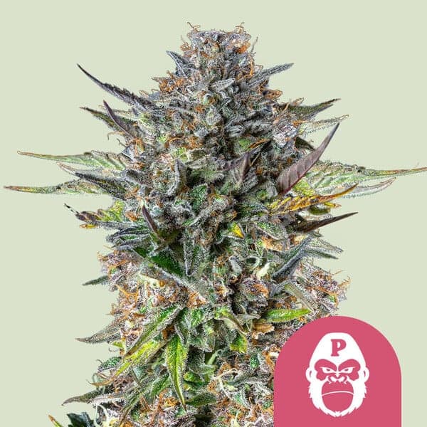Pink Gorilla Seeds