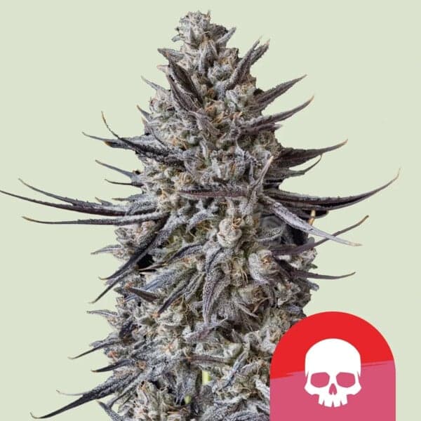 The Jawbreaker Limited Edition Seeds