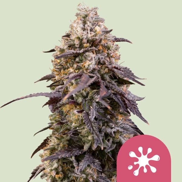 Sticky Queen Seeds