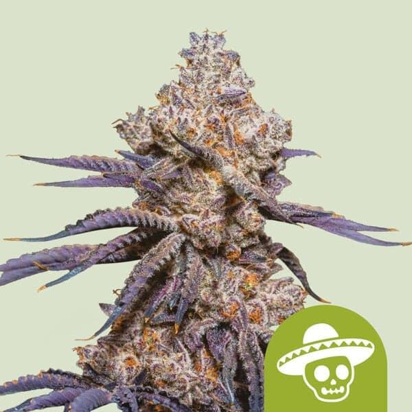 Mexican Rush Auto Seeds